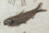 Tall Fossil Fish (Knightia) Clock - Wyoming #114328-1